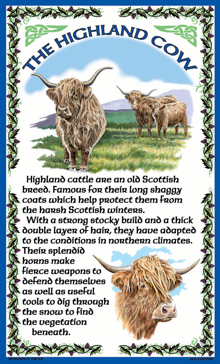 0337 - Highland Cow