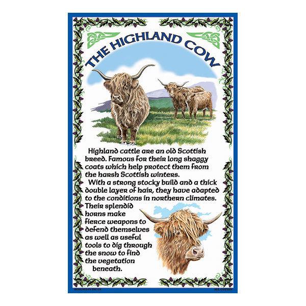0337 - Highland Cow