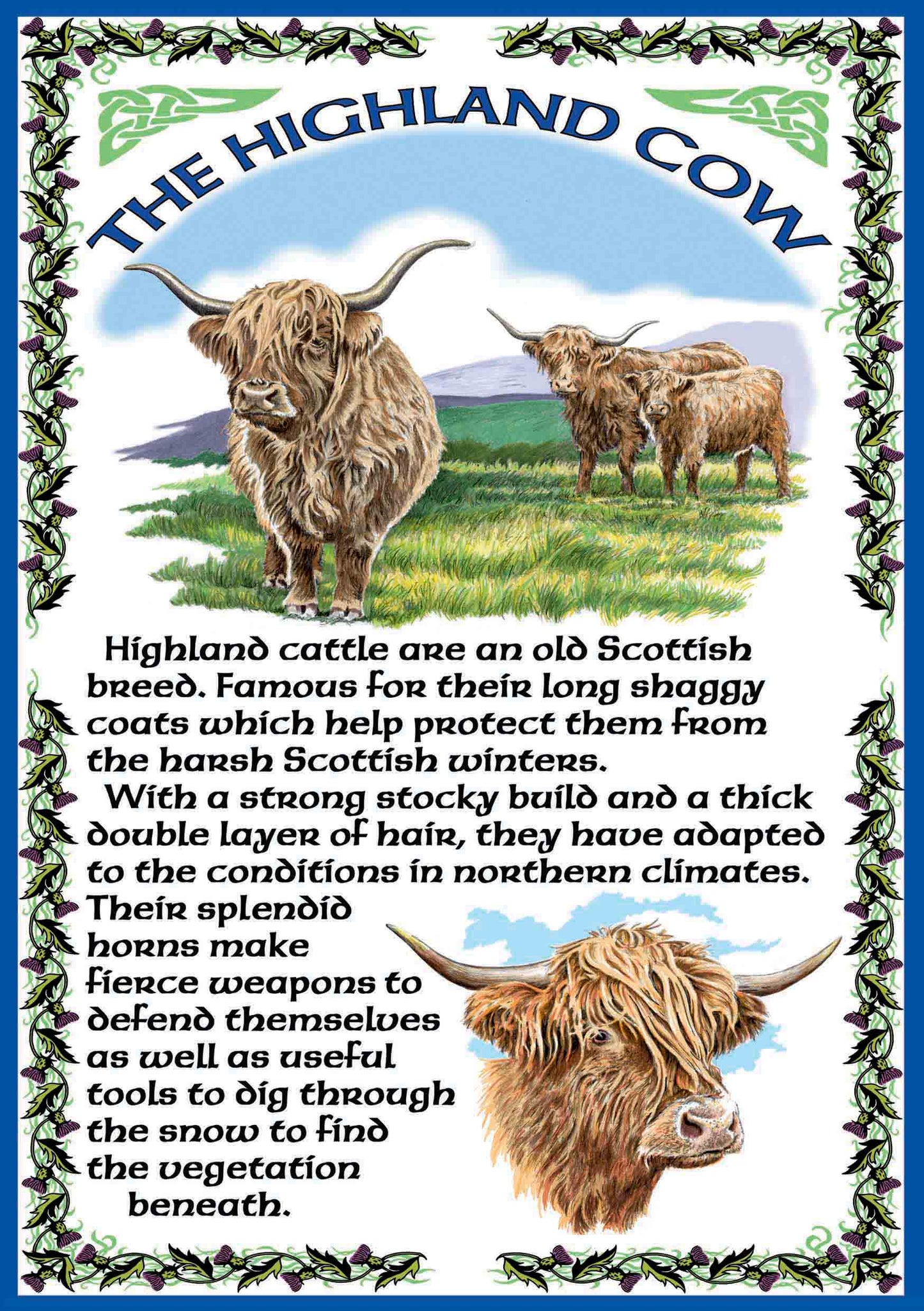0623 - Highland Cow