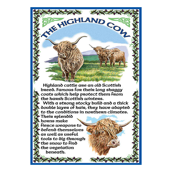 0623 - Highland Cow