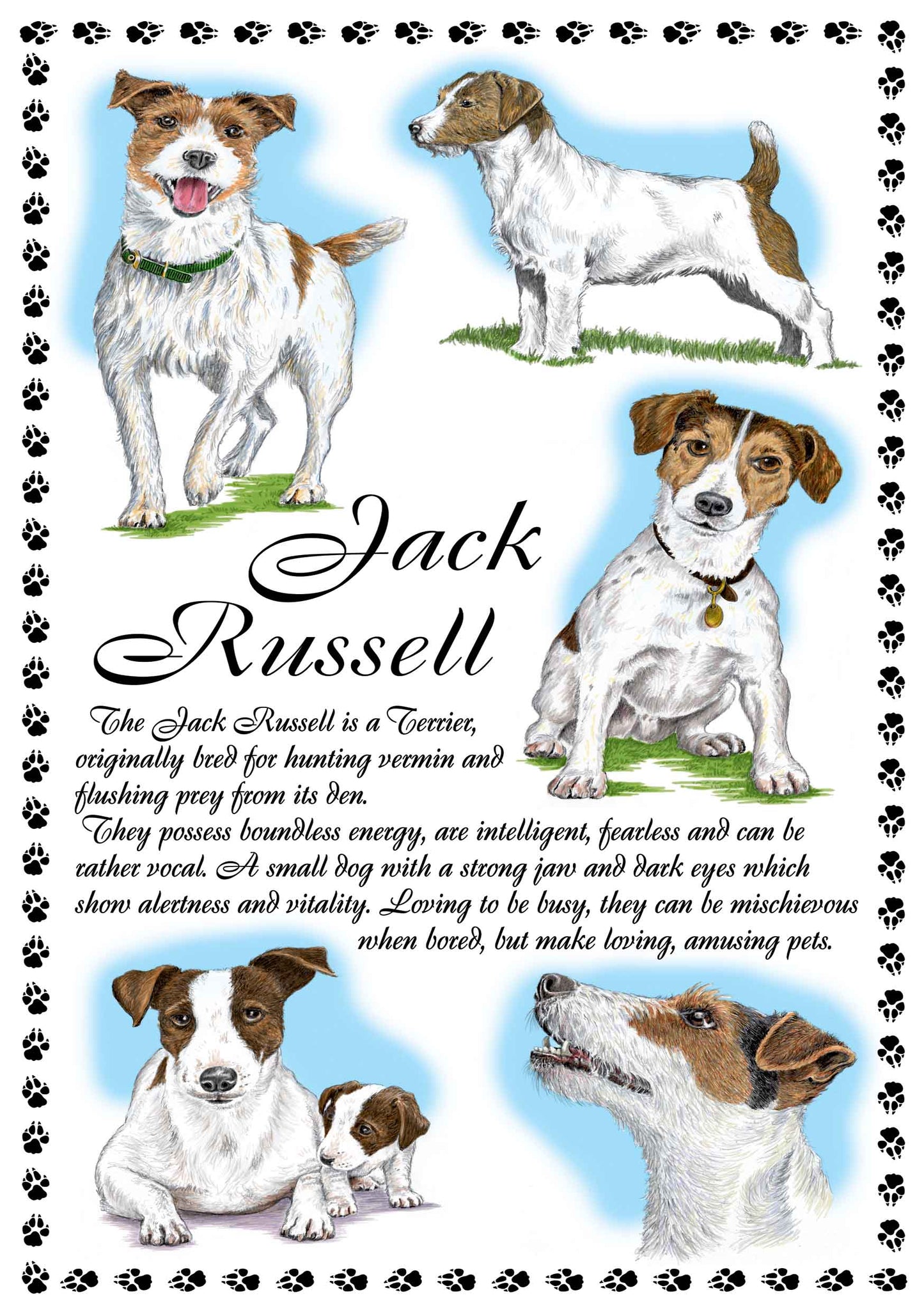 0647 - Jack Russell