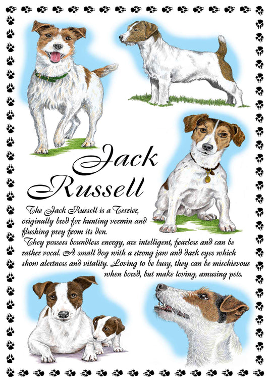 0647 - Jack Russell