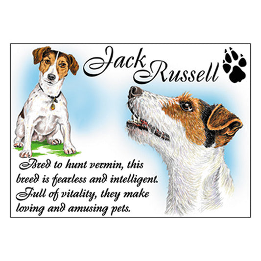 0534 - Jack Russell