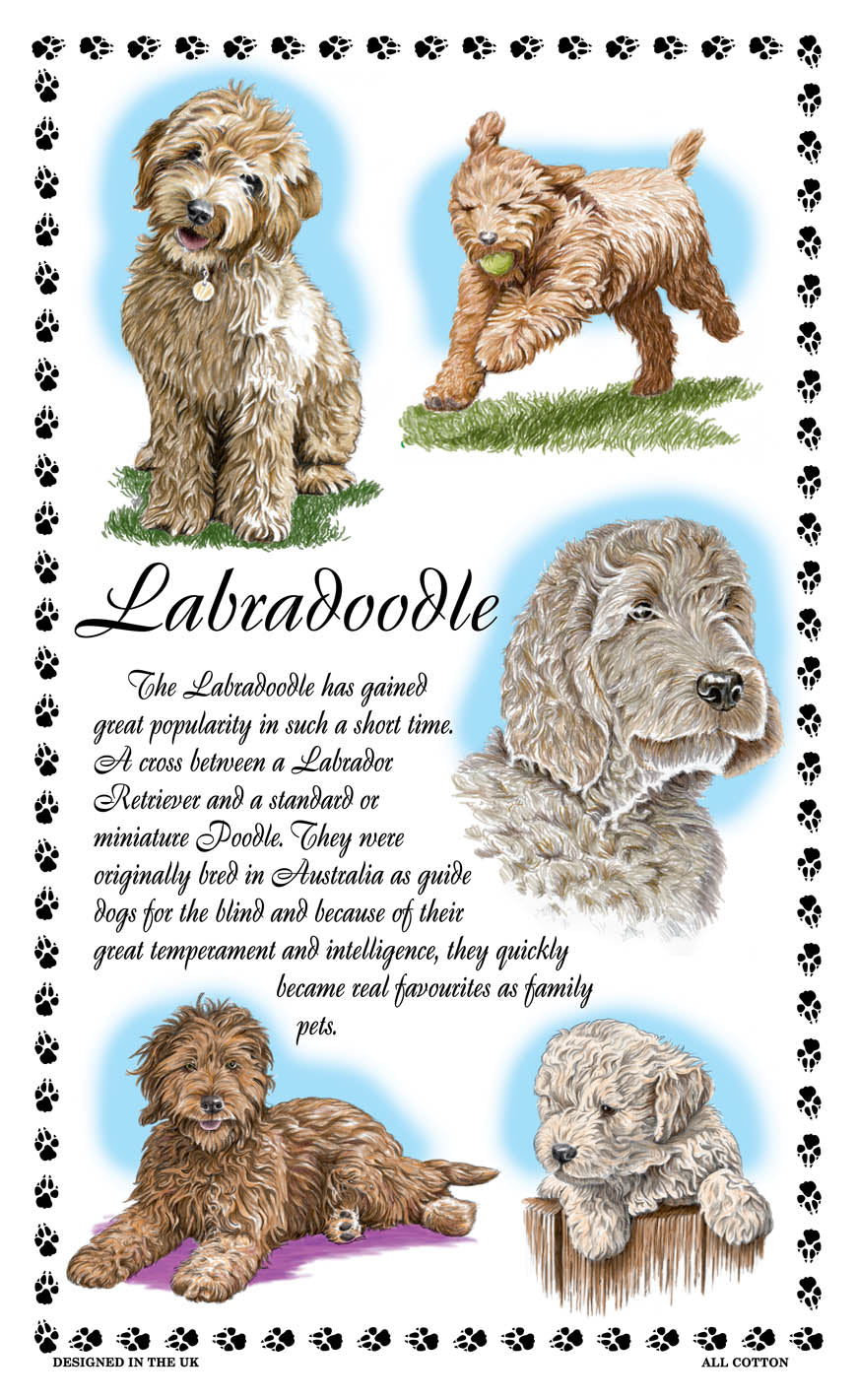 0383 - Labradoodle Tea Towel