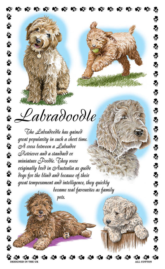 0383 - Labradoodle Tea Towel