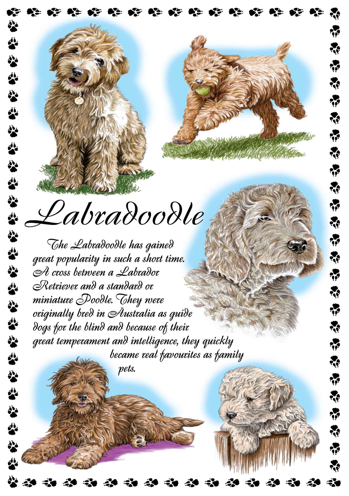 0648 - Labradoodle