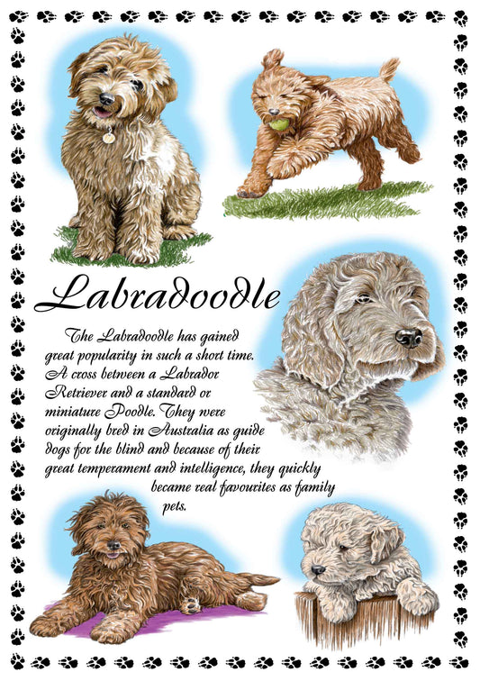 0648 - Labradoodle