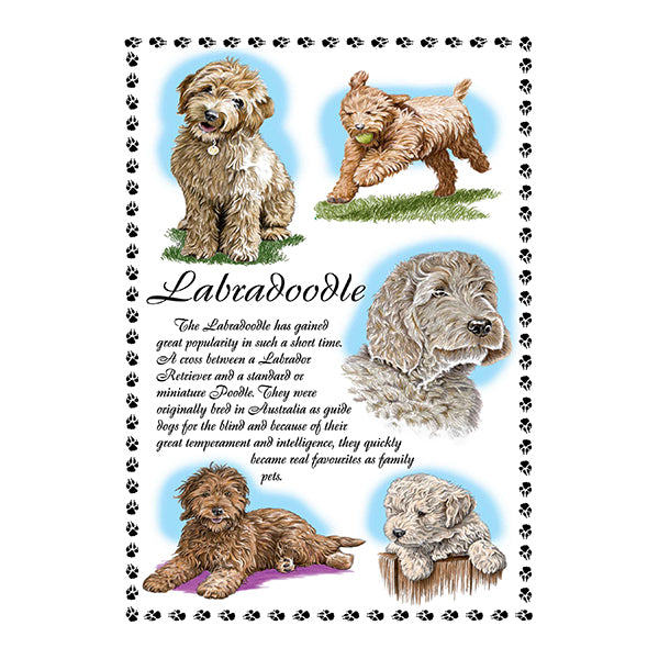0648 - Labradoodle