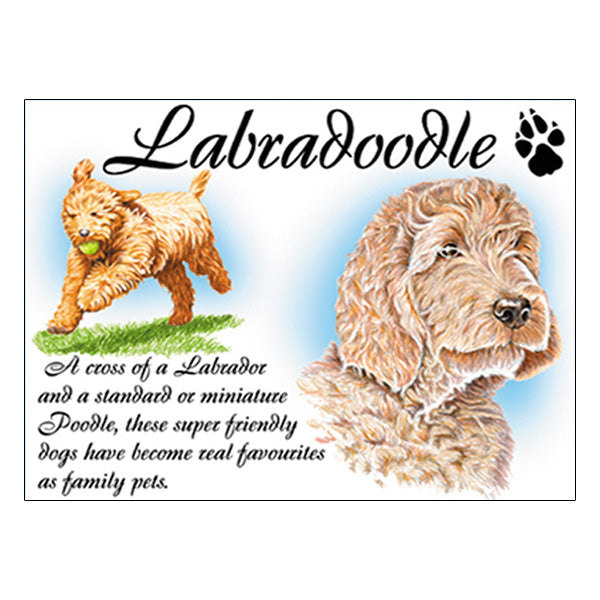0535 - Labradoodle