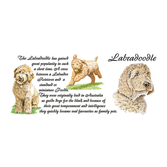 0448 - Labradoodle