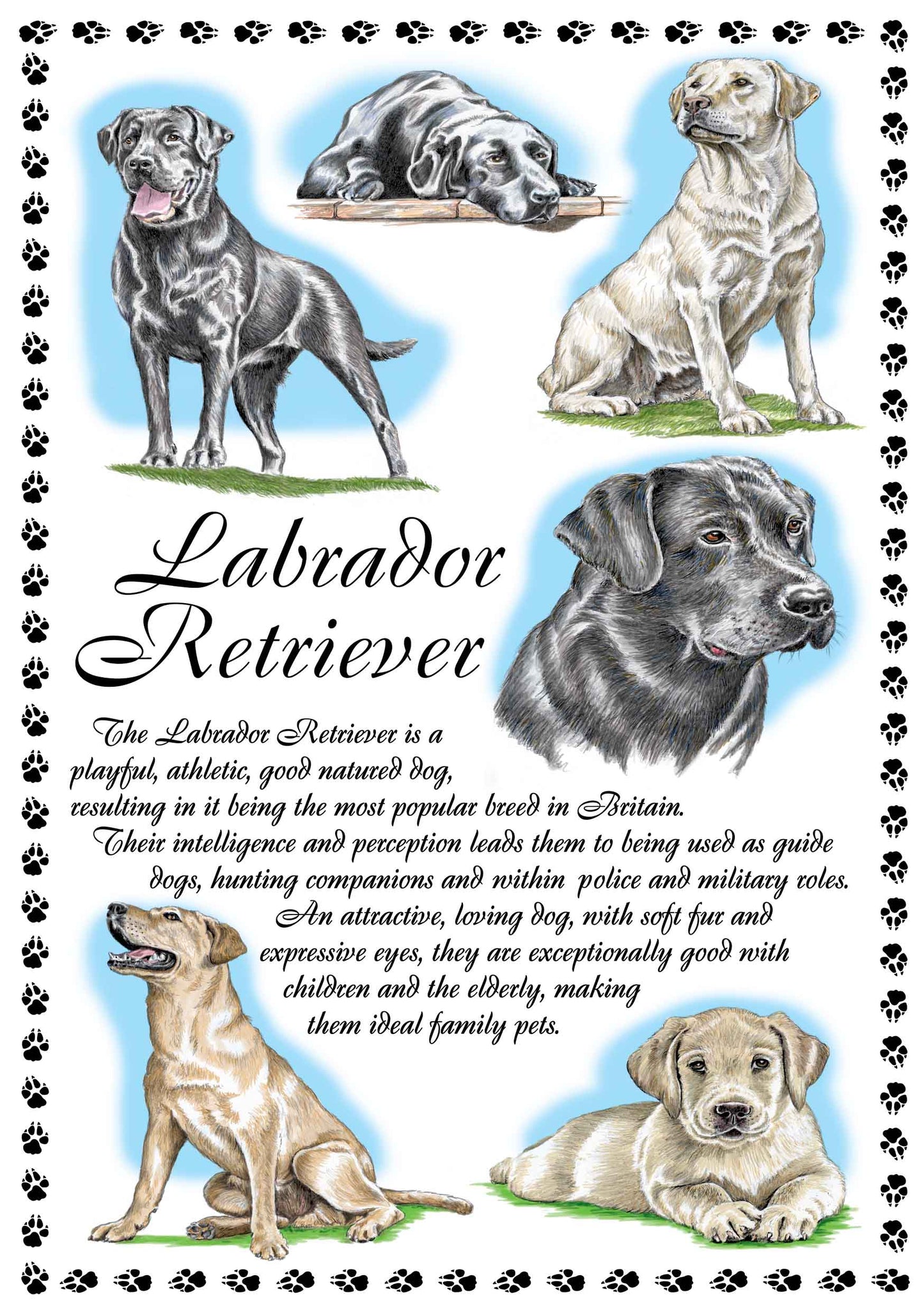 0649 - Labrador Retriever