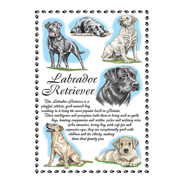 0649 - Labrador Retriever