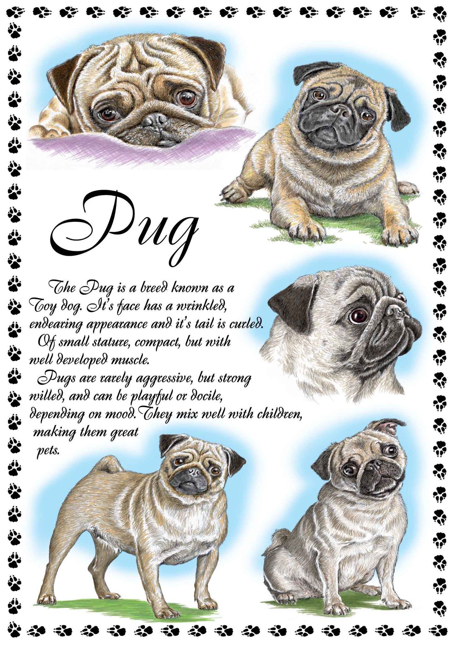 0650 - Pug