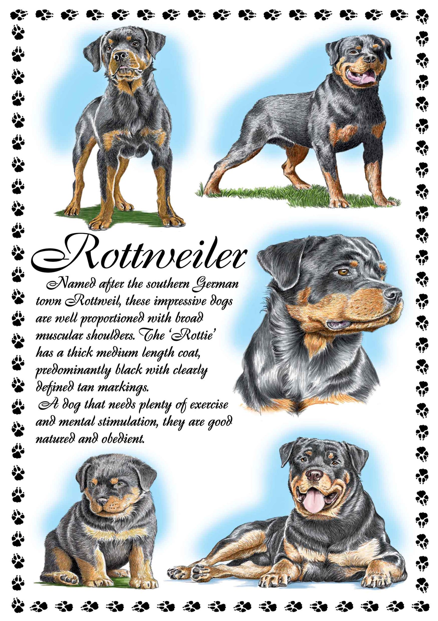 0651 - Rottweiler