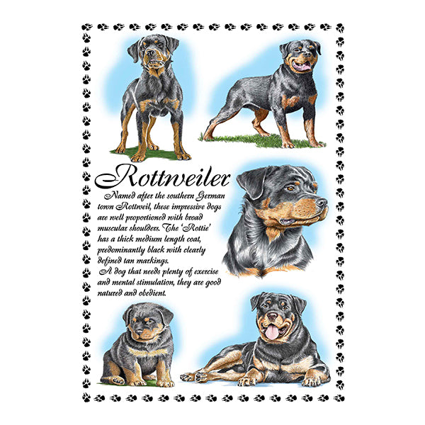 0651 - Rottweiler