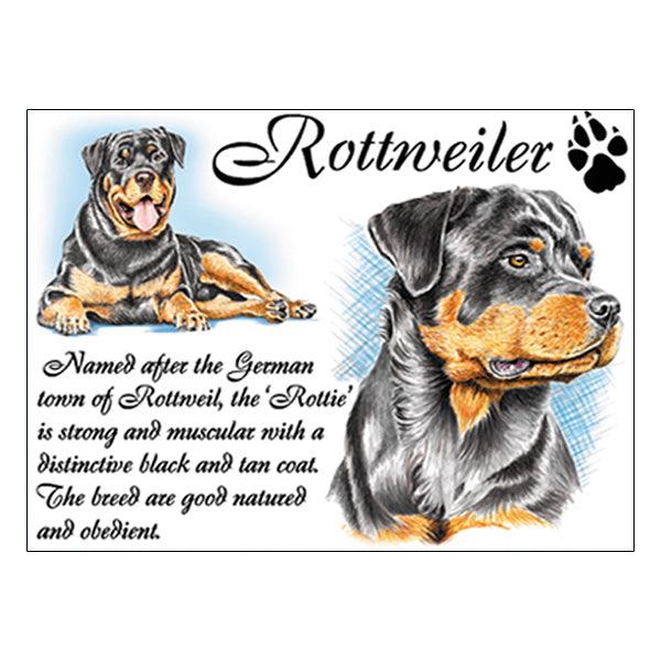 0538 - Rottweiler