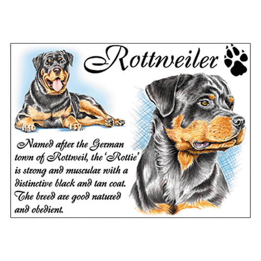 0538 - Rottweiler
