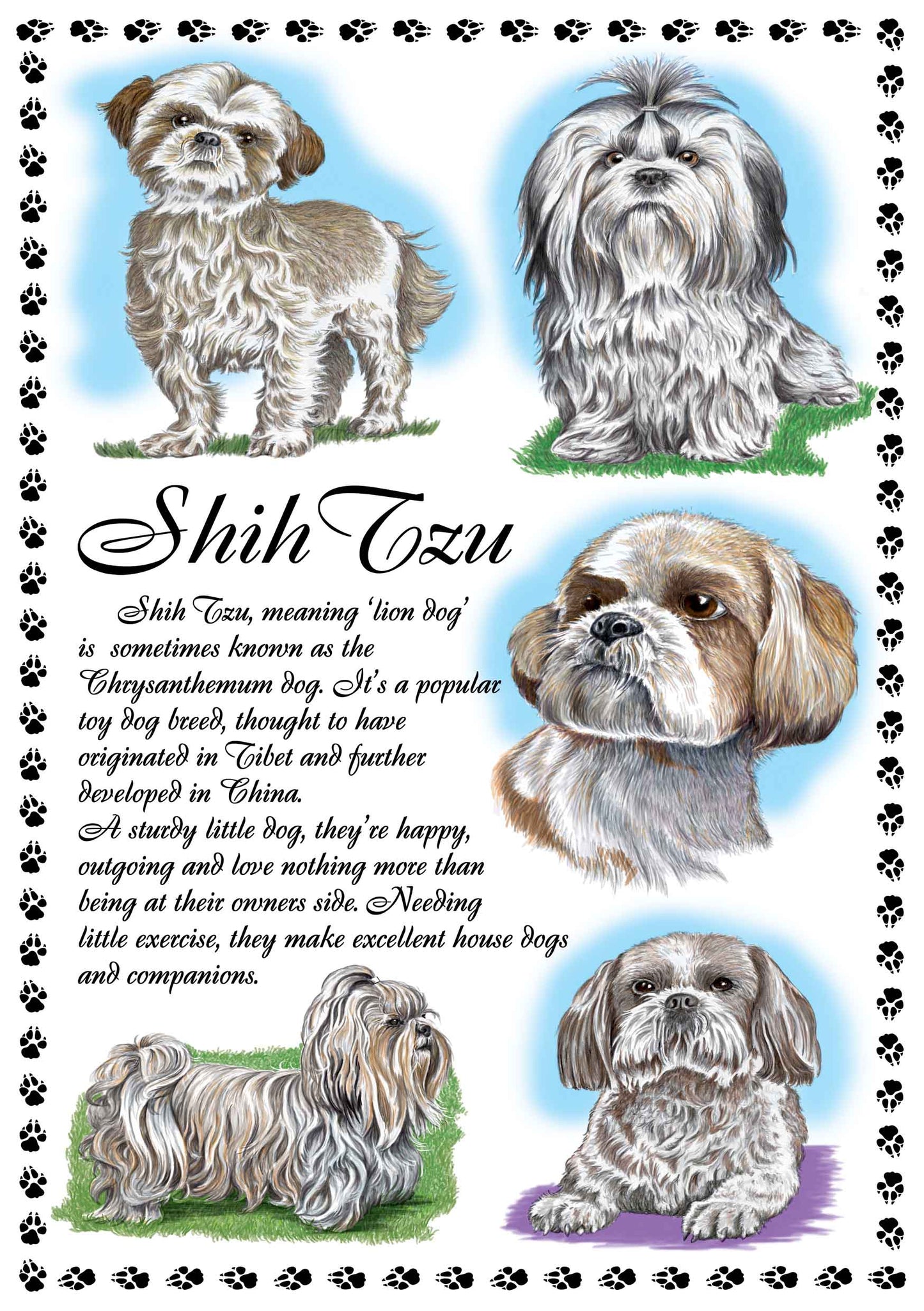 0652 - Shih Tzu