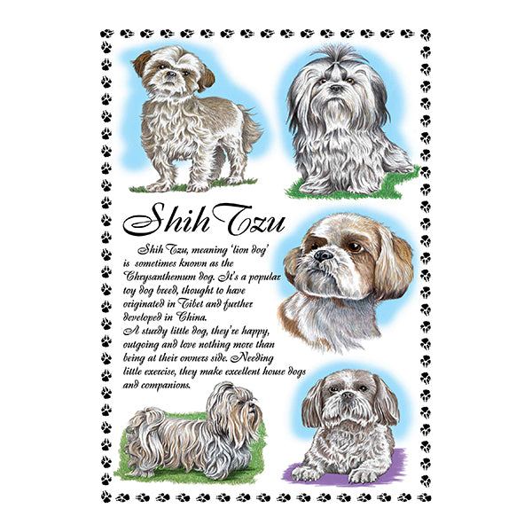 0652 - Shih Tzu