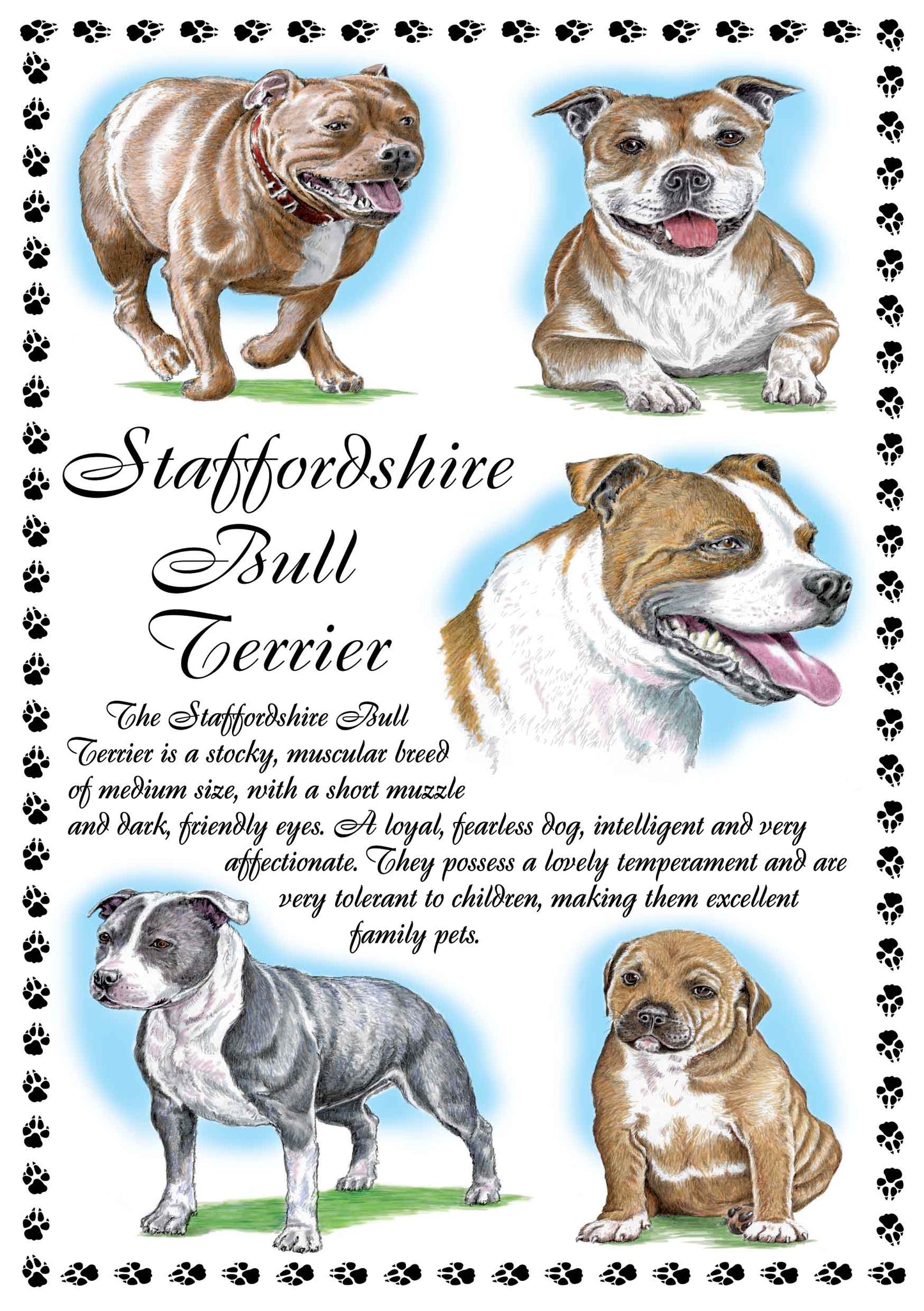 0653 - Staffordshire Bull Terrier
