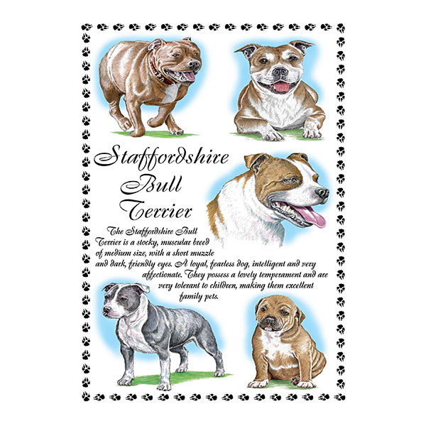 0653 - Staffordshire Bull Terrier