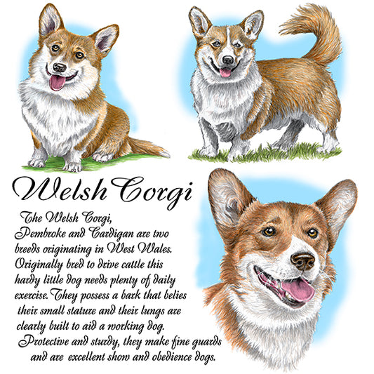 Welsh Corgi Coaster
