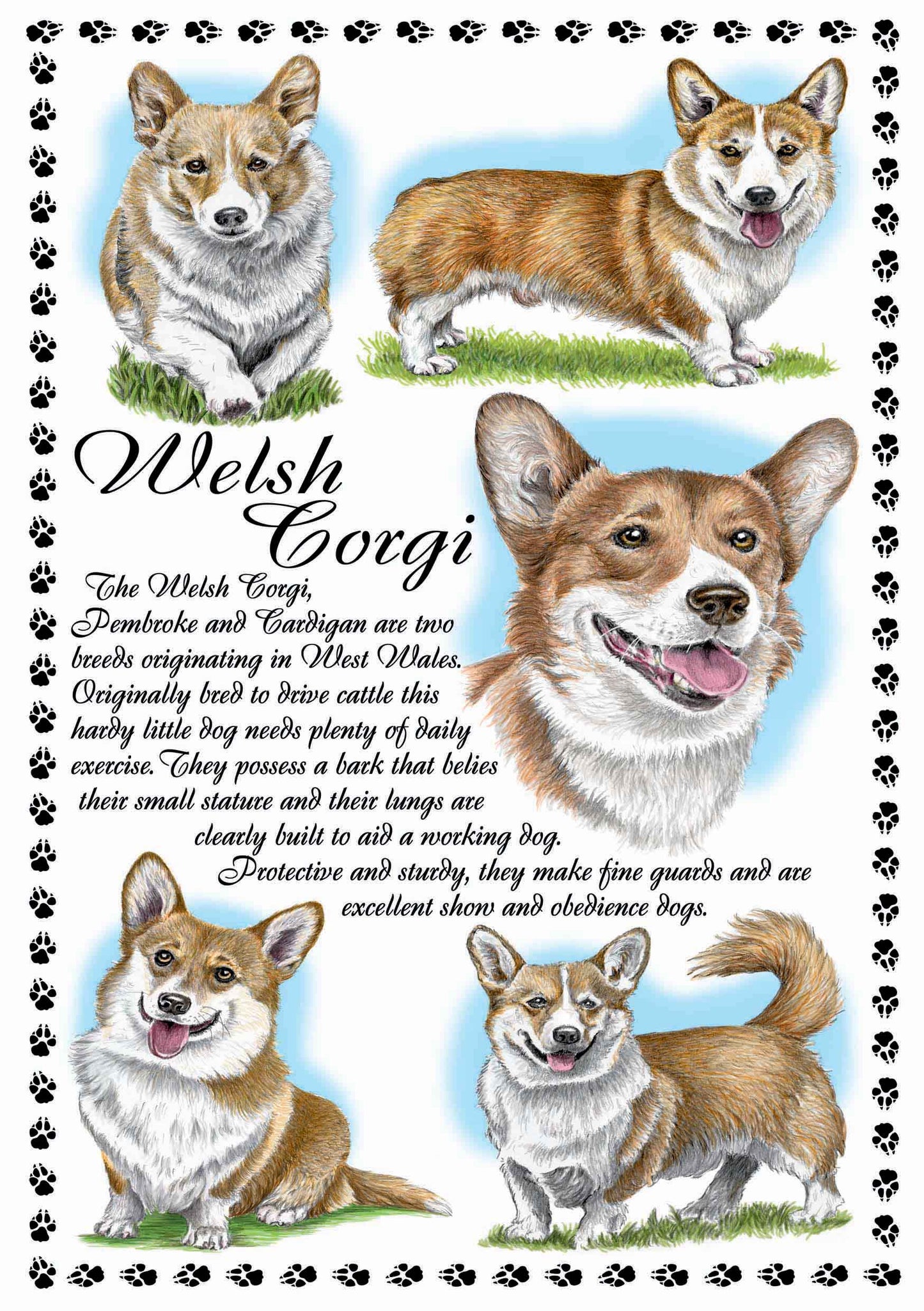 0654 - Welsh Corgi