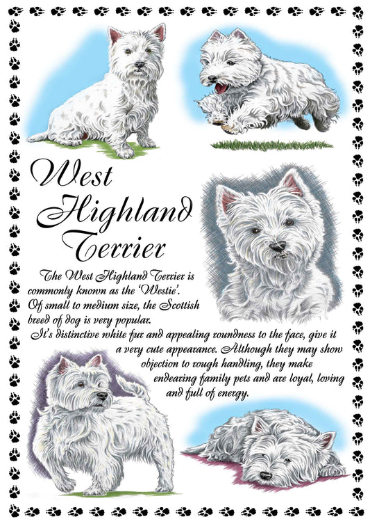 0655 - West Highland Terrier