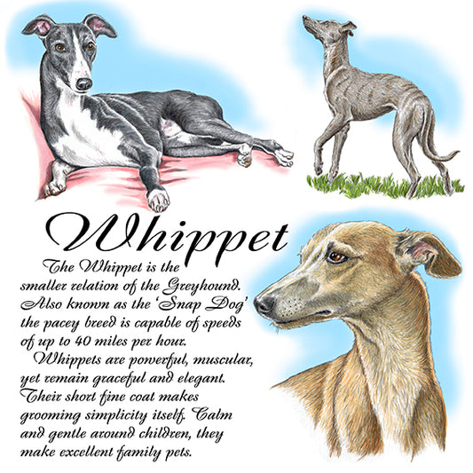 Whippet Coaster