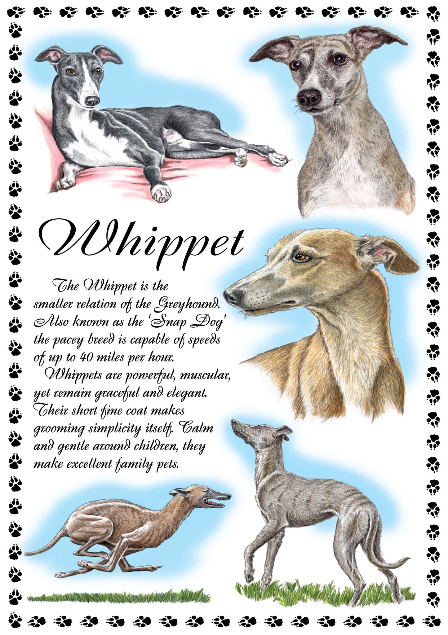 0656 - Whippet