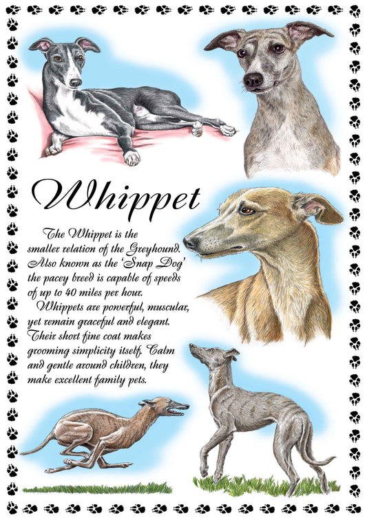 0656 - Whippet