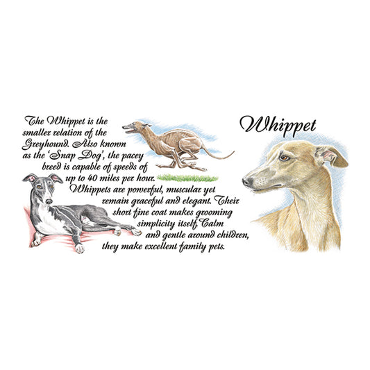 0456 - Whippet