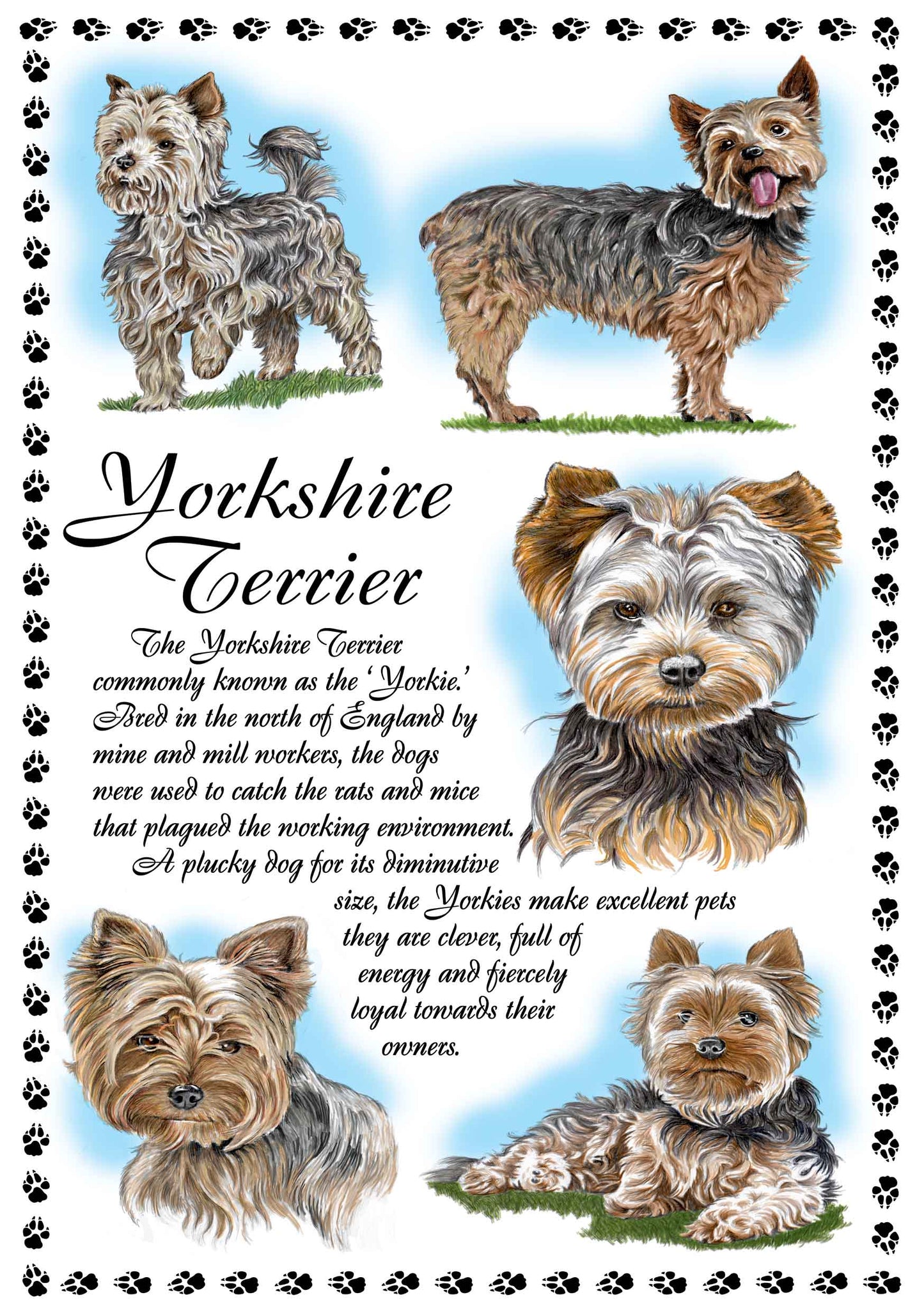 0657 - Yorkshire Terrier