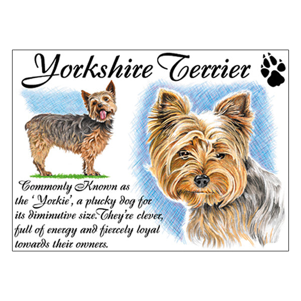 0544 - Yorkshire Terrier