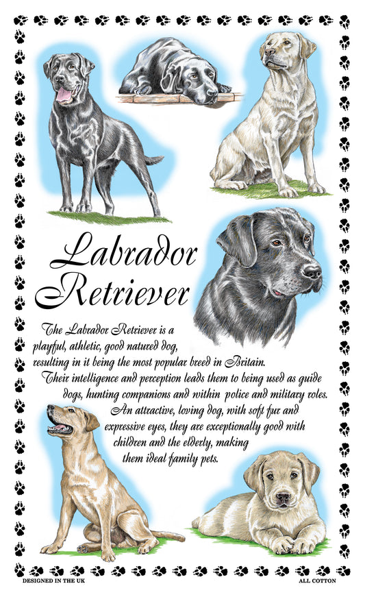 0384 - Labrador Retriever Tea Towel